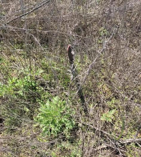 Продам:  Участок, П.круглоозерное 88 - купить земельный участок на Nedvizhimostpro.kz