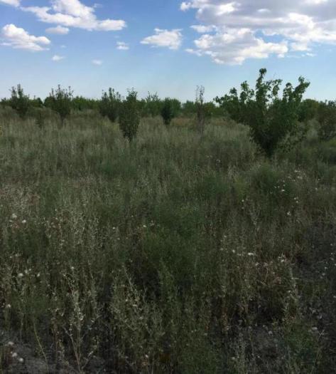 Продам:  Участок, Сары Озек 50 - купить земельный участок на Nedvizhimostpro.kz