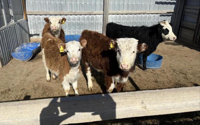 Продам:  Участок, Село Алмалы - купить земельный участок на Nedvizhimostpro.kz