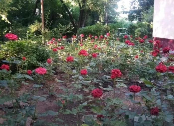 Продажа: 3 комнатная квартира, мкр №10, Ю.Ким 8 - Алтынсарина  - купить квартиру на Nedvizhimostpro.kz